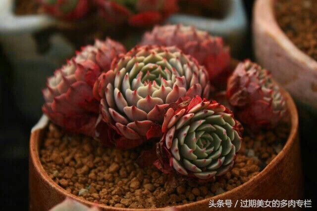 正宗颗粒土的配方,配方颗粒土