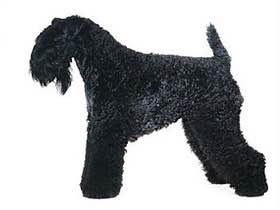 收藏狗狗的图片,收藏宠物集