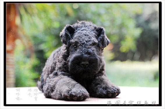 收藏狗狗的图片,收藏宠物集