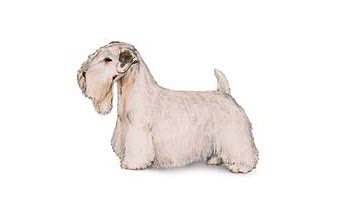 收藏狗狗的图片,收藏宠物集