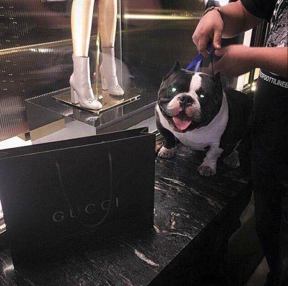 收藏狗狗的图片,收藏宠物集