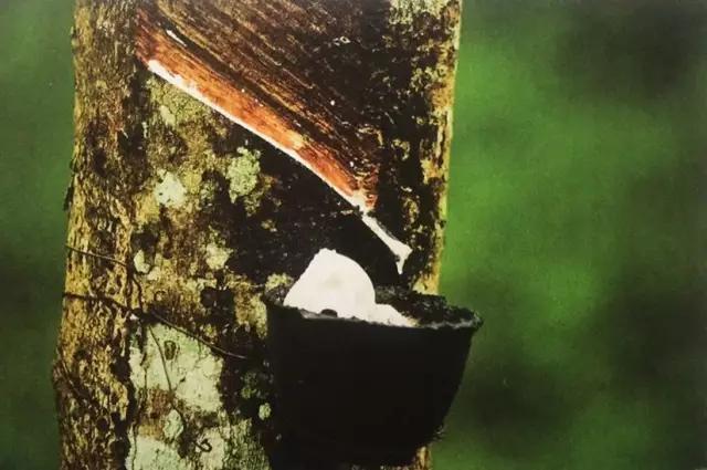 在美丽的西双版纳领略异域风情,美丽的西双版纳体验异国风情