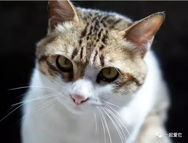 本土猫有哪几种,中国本土猫品种有哪些