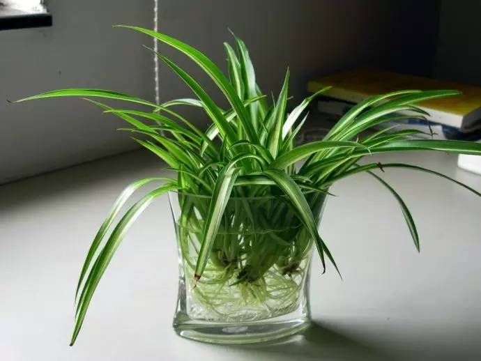 合适办公桌上养的小清新水培植物,水培绿植办公室