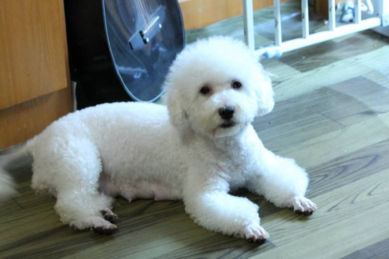 狗狗最不容易掉毛的是哪个品种,狗狗掉毛排行榜