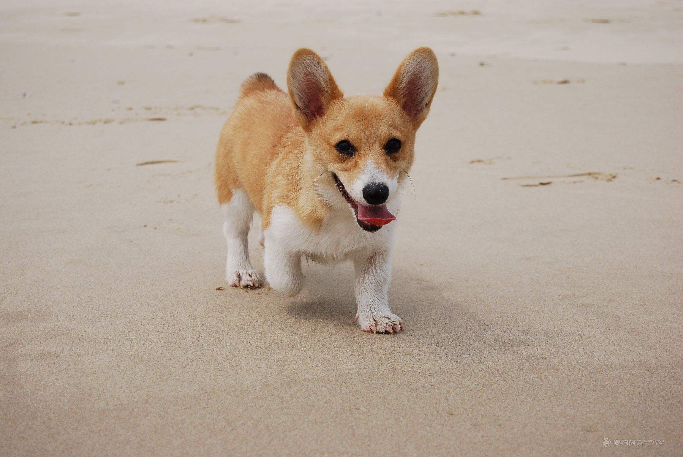 狗狗最不容易掉毛的是哪个品种,狗狗掉毛排行榜