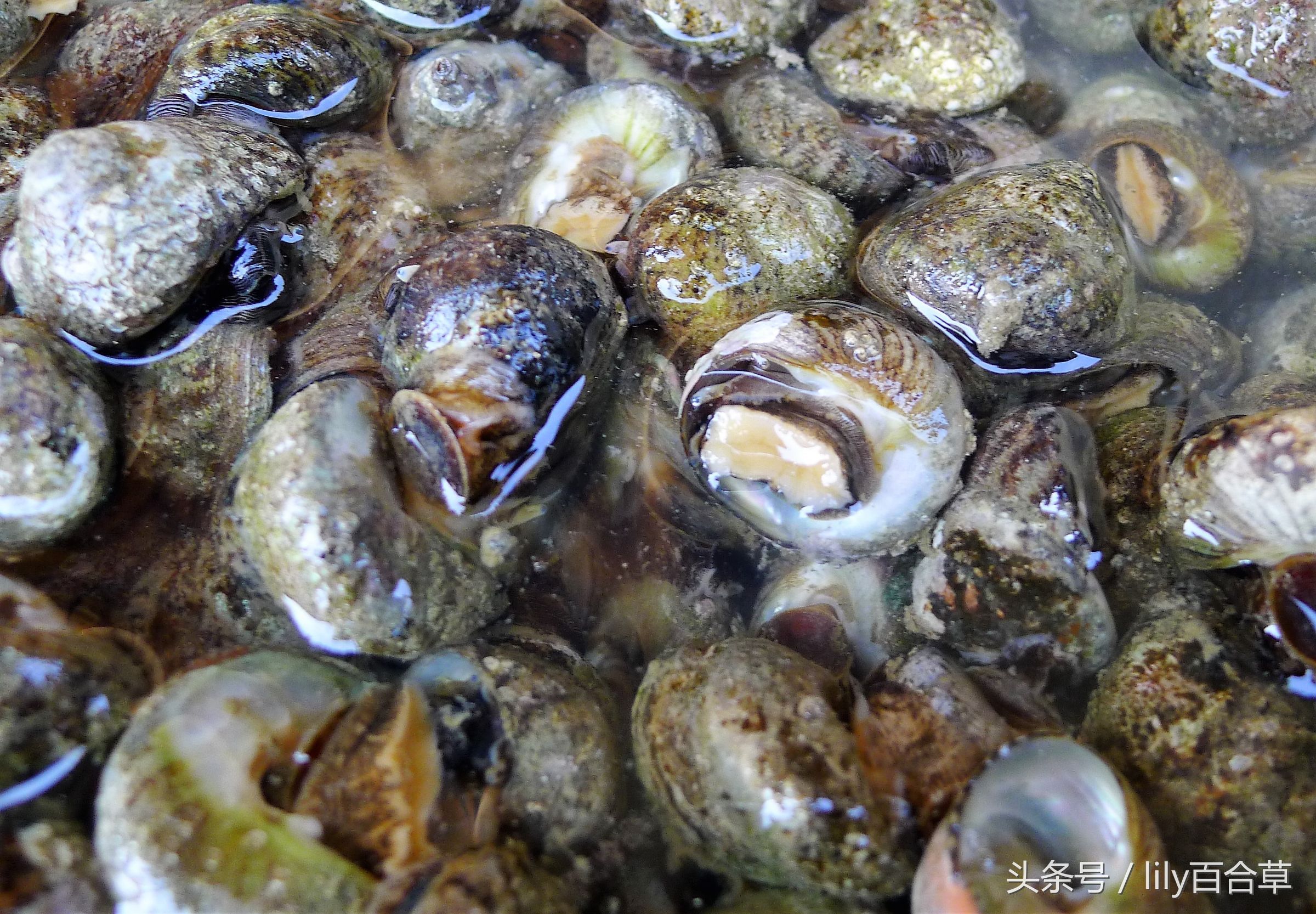 哪些海鲜能够带回家,回家路上能够带海鲜吗