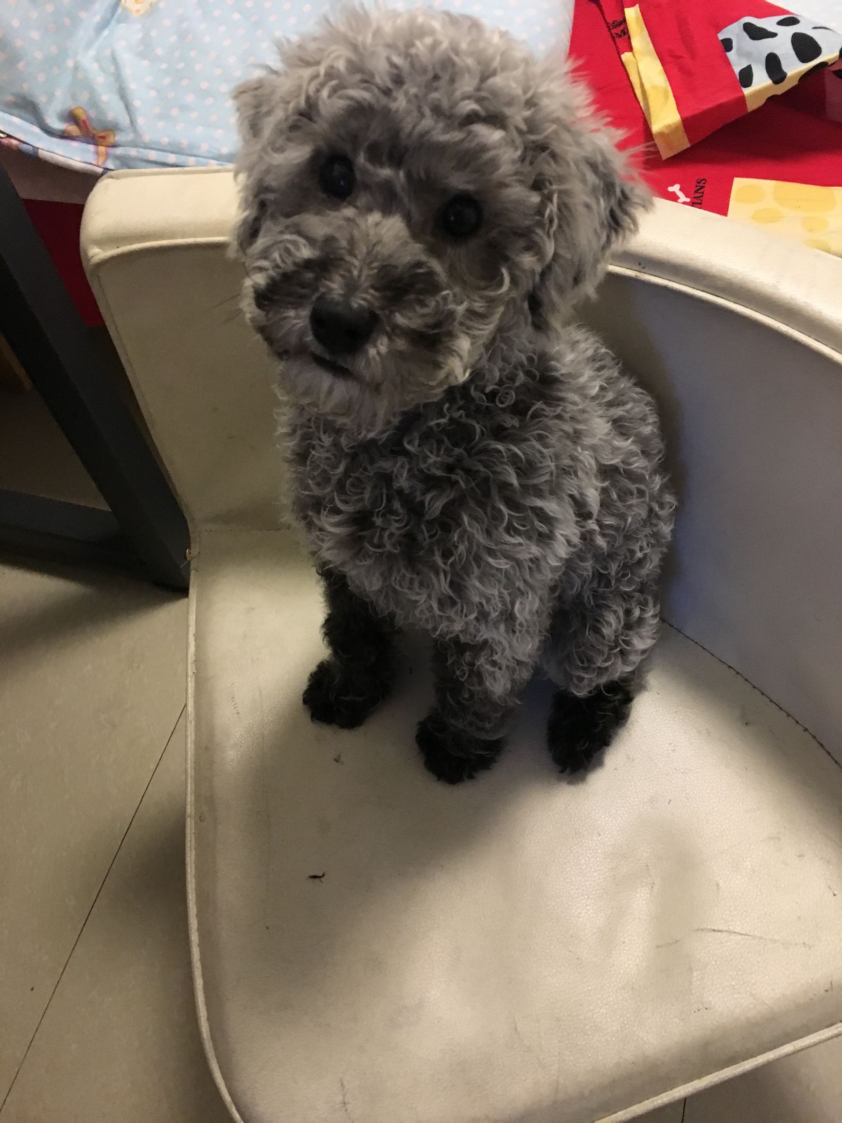 灰贵宾和白贵宾哪个更聪明,灰贵宾好还是棕色贵宾好