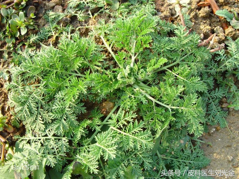 二月茵陈四月蒿包括艾蒿吗,茵陈蒿和青蒿图片