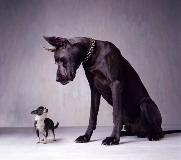 狗狗品种收集大全,收藏狗狗