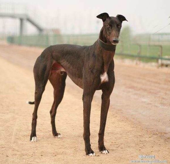 狗狗品种收集大全,收藏狗狗