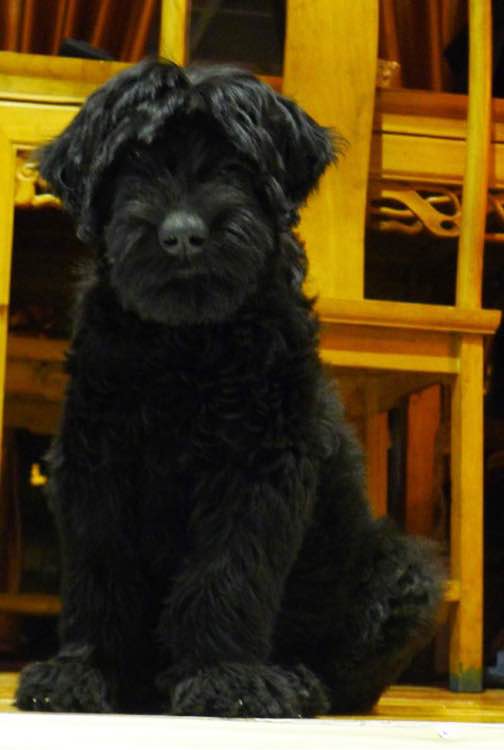 收藏狗狗的图片,收藏宠物集