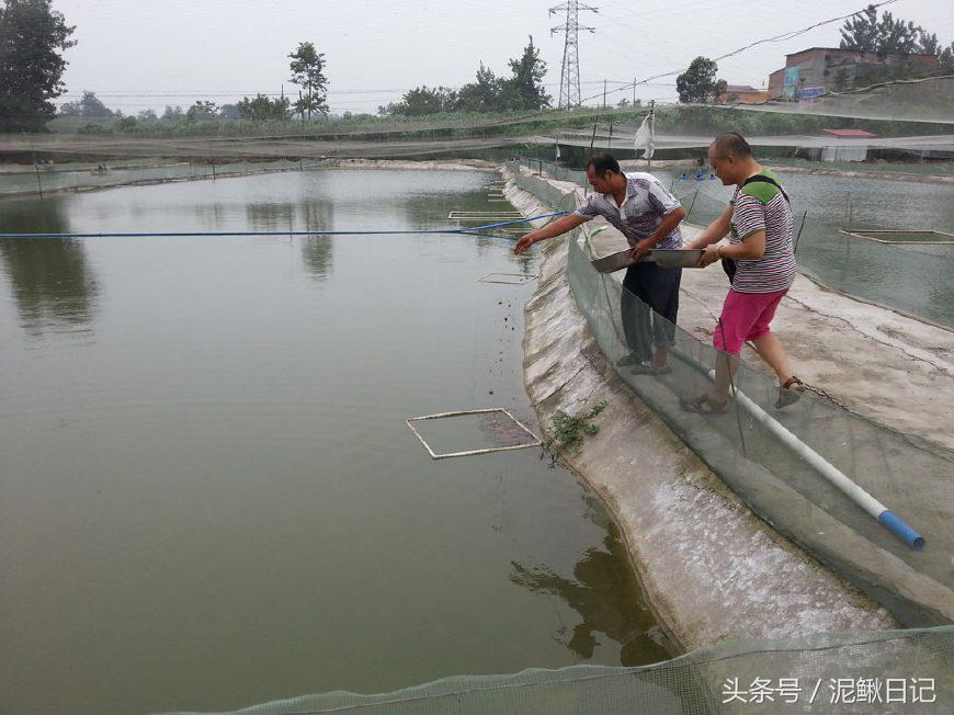 泥鳅养殖的前景,泥鳅养殖新模式