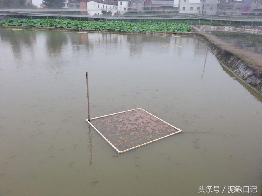 泥鳅养殖的前景,泥鳅养殖新模式