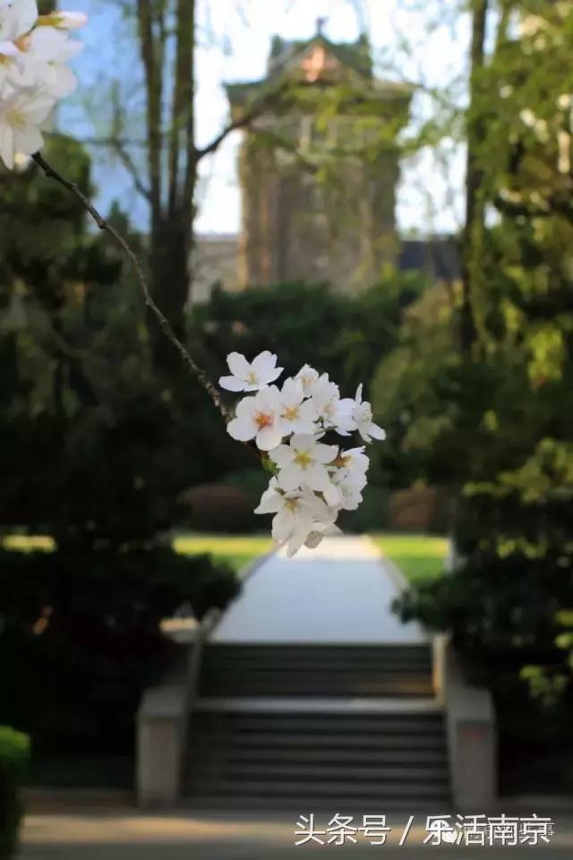 南京梅花赏花游记,好玩的摘草莓胜地打卡