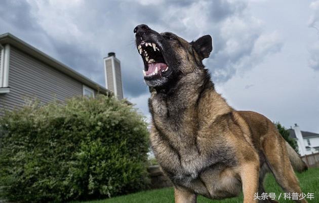 遇到危险动物需要注意什么,遇到危险动物怎么逃生