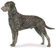 收藏狗狗的图片,收藏宠物集