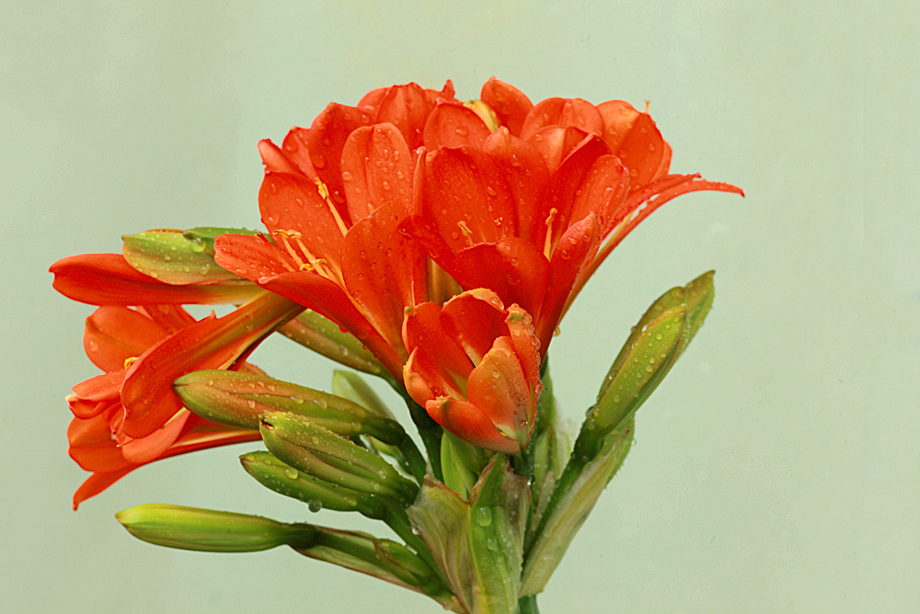 君子兰掉的小根能繁殖吗,君子兰繁殖不分盆好看吗