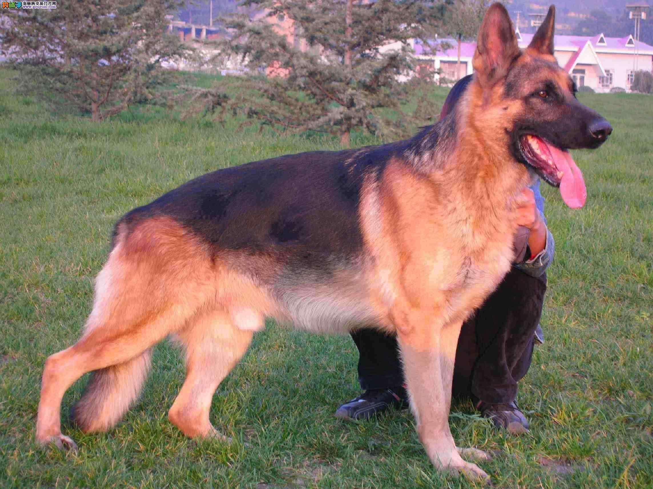 狗狗最不容易掉毛的是哪个品种,狗狗掉毛排行榜