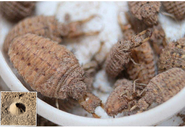 农村常吃的十种虫子,小时候常吃的八种虫子