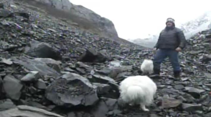 狗狗在野外发现了个洞穴,狗狗发现神秘洞穴