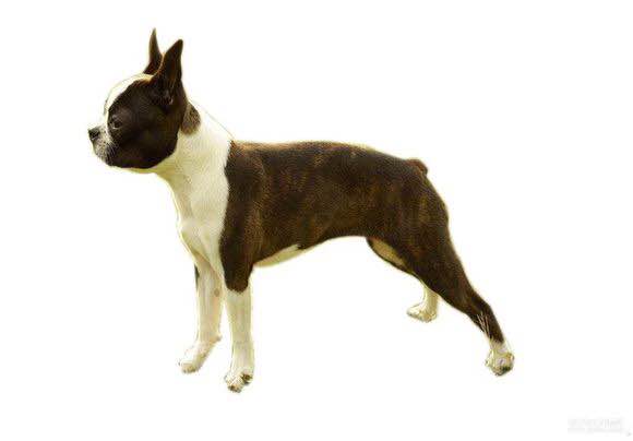 狗狗品种收集大全,收藏狗狗