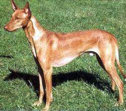 收藏狗狗的图片,收藏宠物集