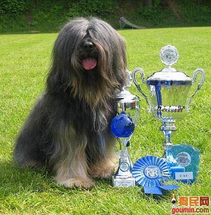 收藏狗狗的图片,收藏宠物集