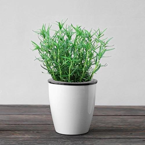 吸甲醛最利害的6款绿色盆栽，家中不妨放几盆，好养还漂亮