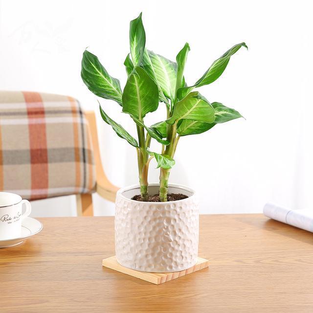 吸甲醛最利害的6款绿色盆栽，家中不妨放几盆，好养还漂亮