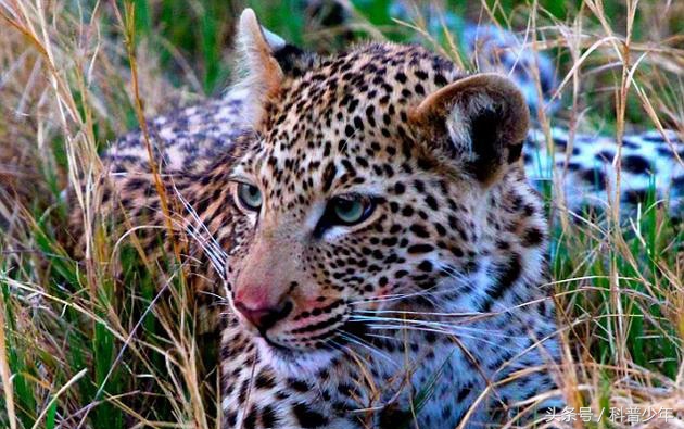 遇到危险动物需要注意什么,遇到危险动物怎么逃生