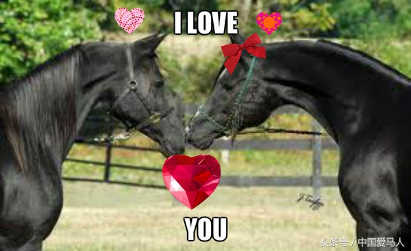 怎样挑选好的公马,公马如何选择母马