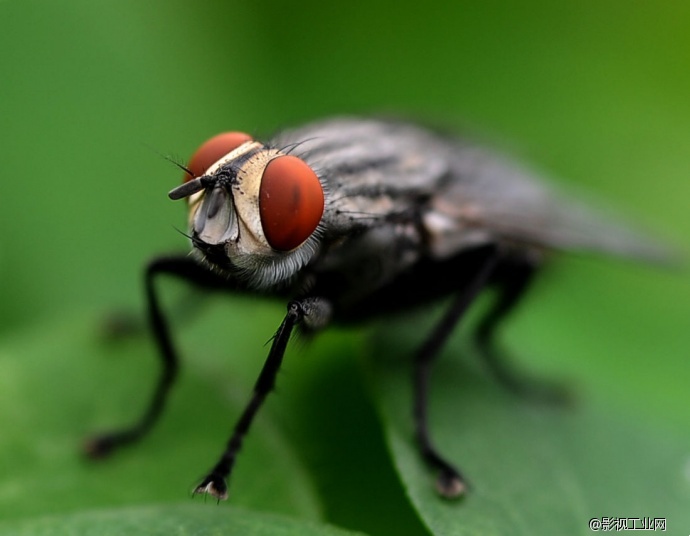 超级微距35倍,能用软件实现超级微距吗