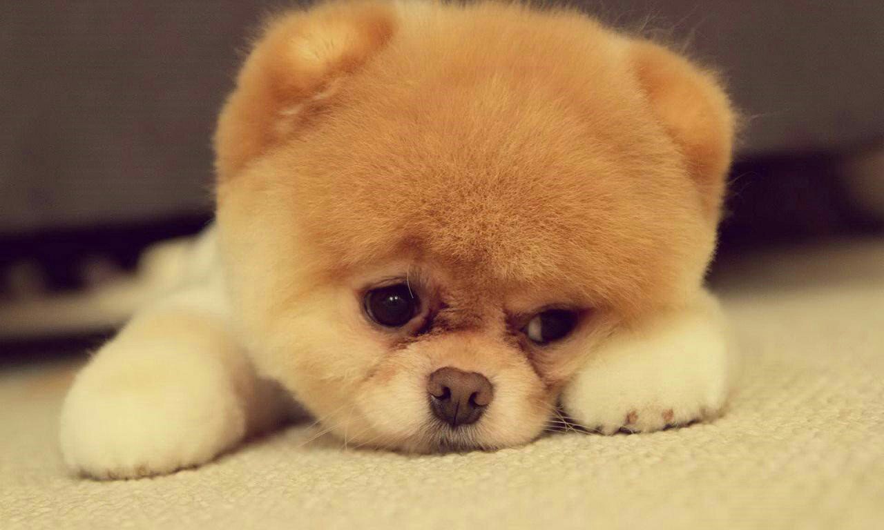 狗狗犬窝咳怎么缓解,狗狗咳嗽轰隆隆的