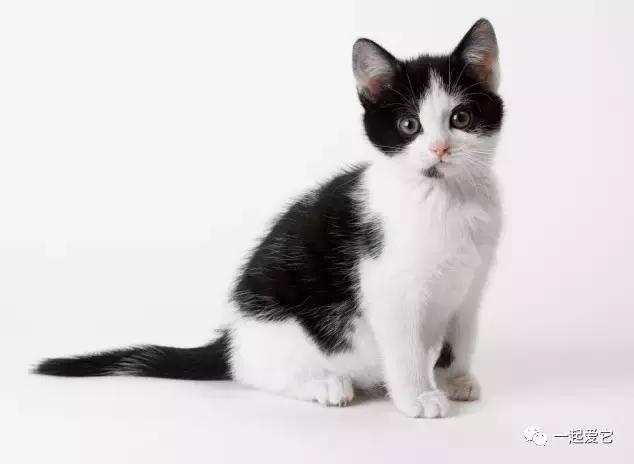 本土猫有哪几种,中国本土猫品种有哪些