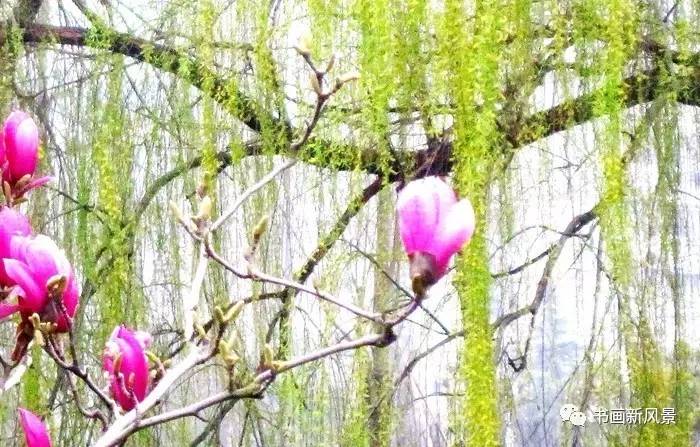 描写春柳春花的古诗词,春柳的诗词有哪些