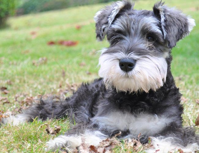 狗狗最不容易掉毛的是哪个品种,狗狗掉毛排行榜