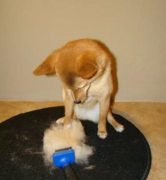 狗狗最不容易掉毛的是哪个品种,狗狗掉毛排行榜