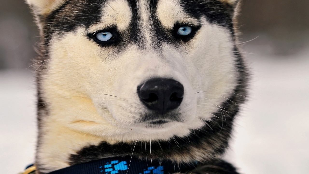 狗狗最不容易掉毛的是哪个品种,狗狗掉毛排行榜