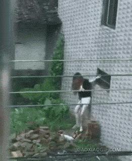 爆笑虫子和螳螂,螳螂昆虫搞笑视频