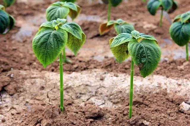 户县新西兰农场好玩吗,西安户县农场