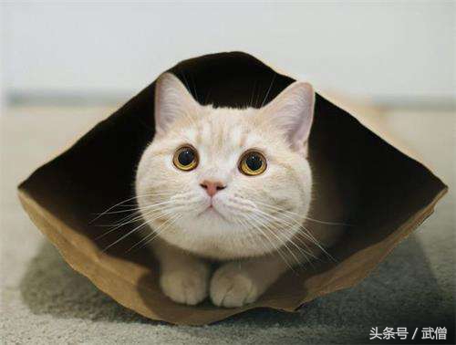 猫粮猫腻,猫粮的秘密7个方法教你买好猫粮