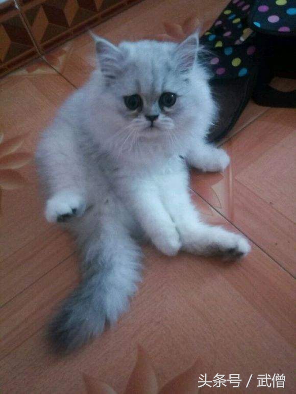 猫粮猫腻,猫粮的秘密7个方法教你买好猫粮