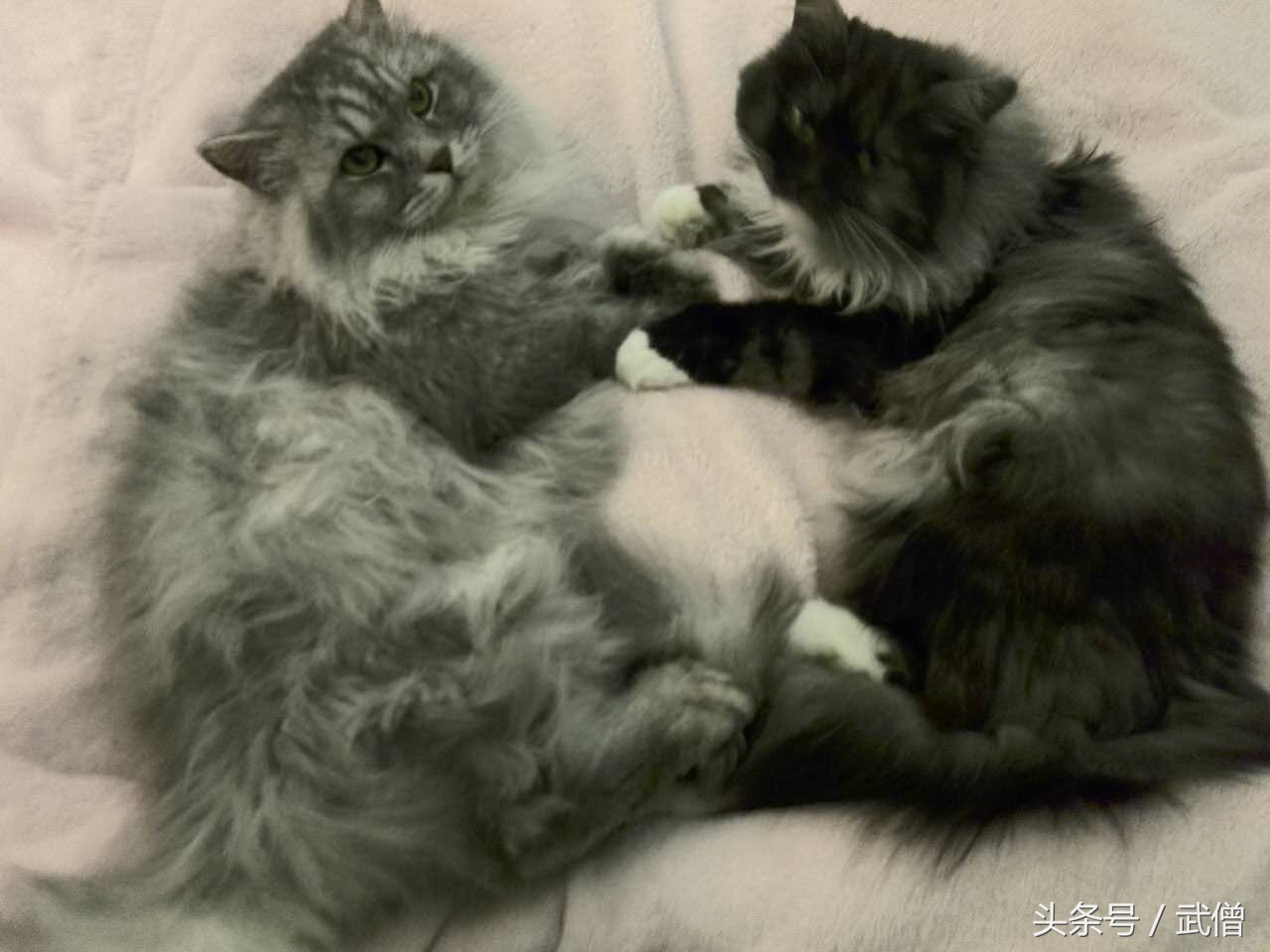 猫粮猫腻,猫粮的秘密7个方法教你买好猫粮