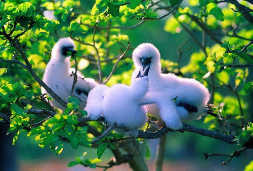 西沙群岛能够去旅游吗视频,到西沙群岛旅游全程费用