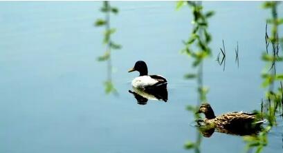 外省卖的周黑鸭是正宗的吗,周黑鸭真空包装鸭脖好吃吗