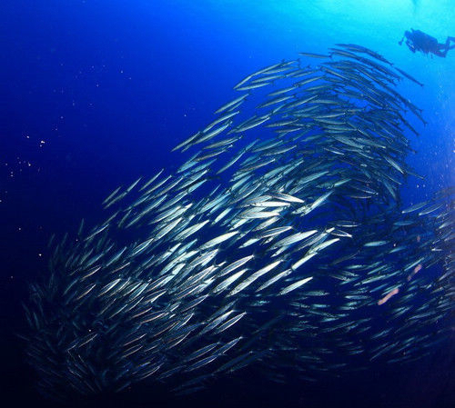 西沙群岛能够去旅游吗视频,到西沙群岛旅游全程费用