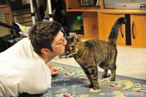 用心爱护小猫,用心照顾小猫咪
