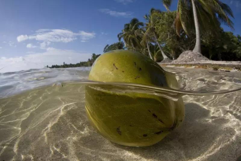 外来入侵给我们的警示,外来入侵的途径