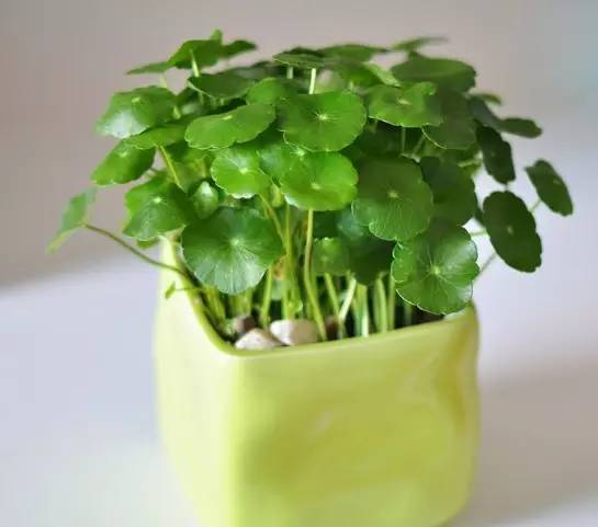 合适办公桌上养的小清新水培植物,水培绿植办公室